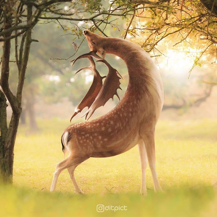 Creative Photo Manipulations Of Animals By Indonesian Digital Artist Aditya Aryanto