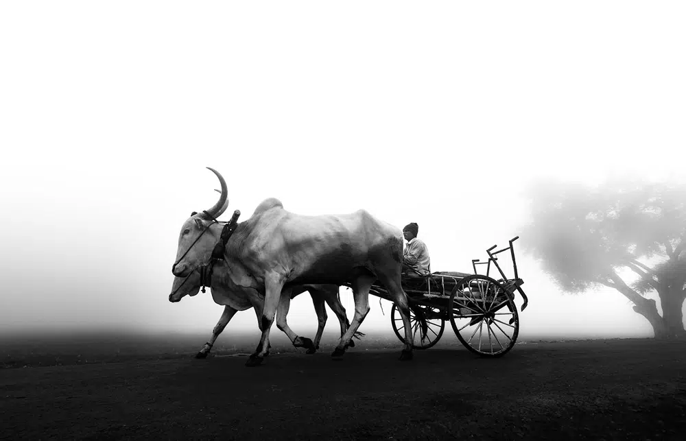 Fog – Daily Life in a Village: Photo Series By Dnyaneshwar Prakash Vaidya