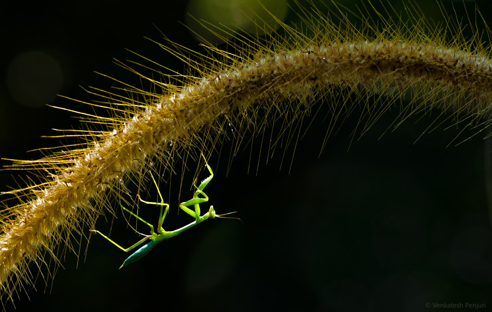 My Personal Best: Indian Macro Photographer Venkatesh Penjuri