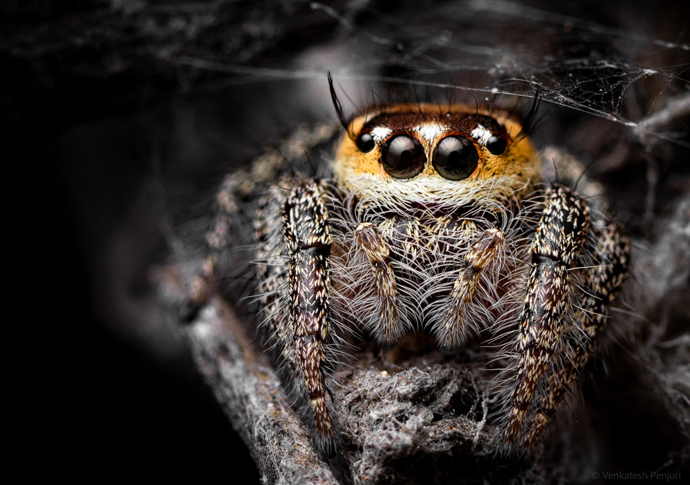 My Personal Best: Indian Macro Photographer Venkatesh Penjuri