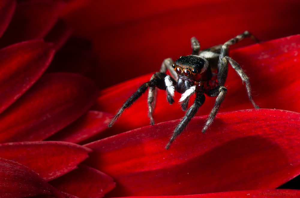 My Personal Best: Indian Macro Photographer Venkatesh Penjuri