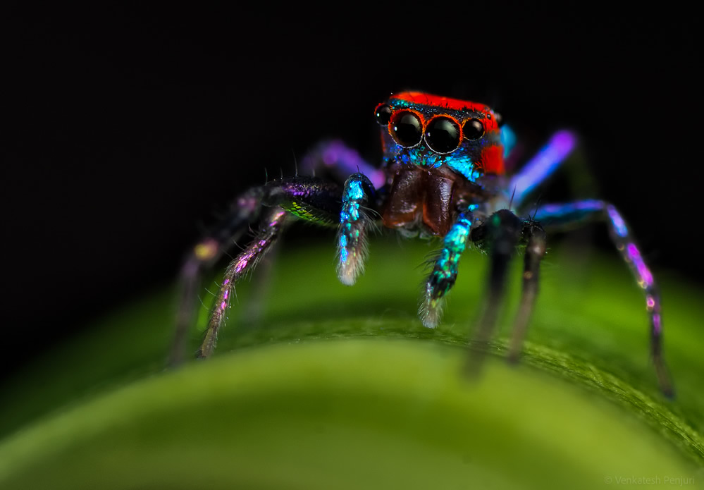 My Personal Best: Indian Macro Photographer Venkatesh Penjuri