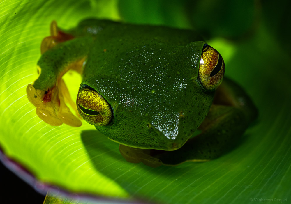 My Personal Best: Indian Macro Photographer Venkatesh Penjuri