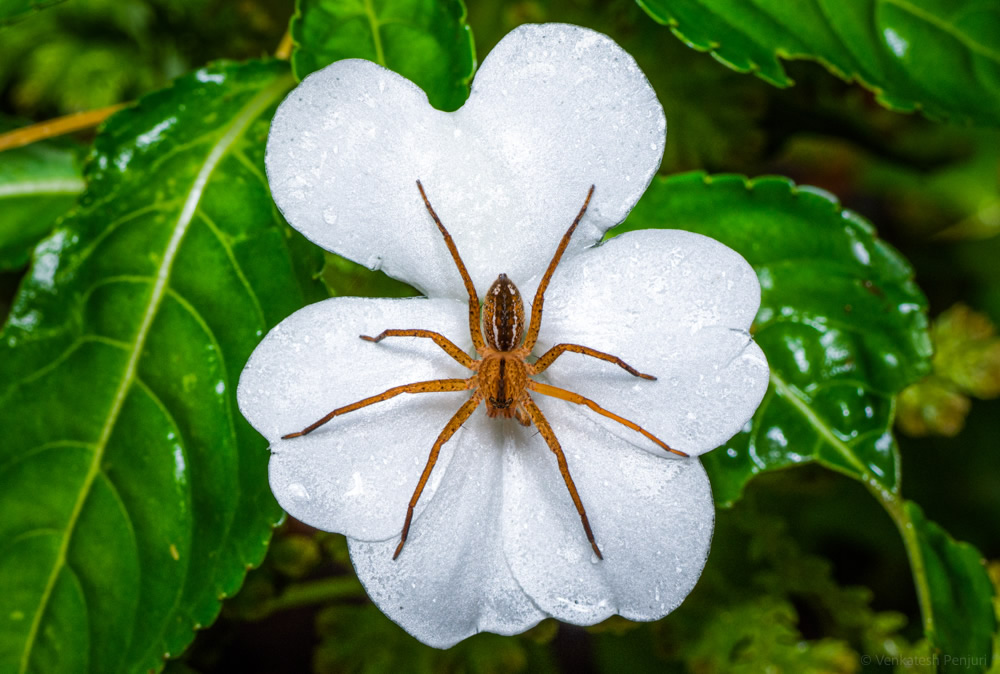 My Personal Best: Indian Macro Photographer Venkatesh Penjuri