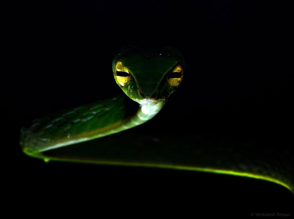 My Personal Best: Indian Macro Photographer Venkatesh Penjuri