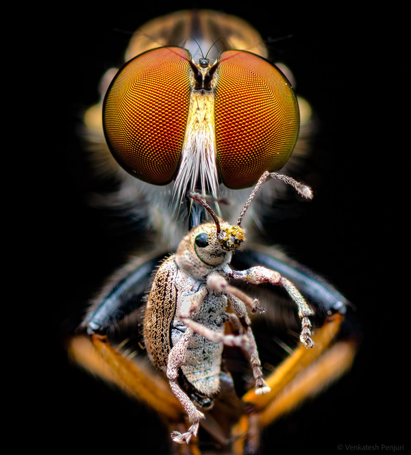 My Personal Best: Indian Macro Photographer Venkatesh Penjuri