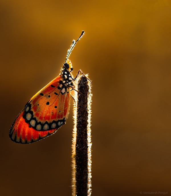 My Personal Best: Indian Macro Photographer Venkatesh Penjuri