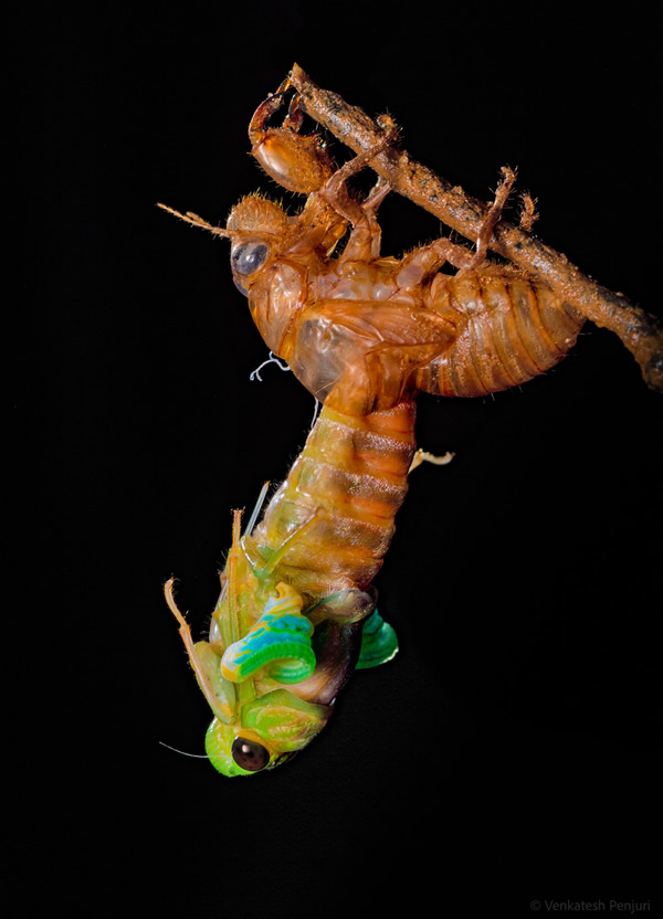 My Personal Best: Indian Macro Photographer Venkatesh Penjuri