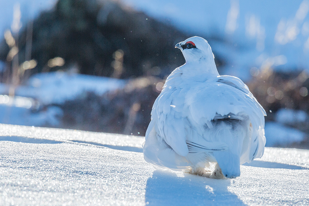 My Personal Best: Wildlife Photographer Samy Berkani