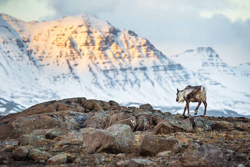 My Personal Best: Wildlife Photographer Samy Berkani