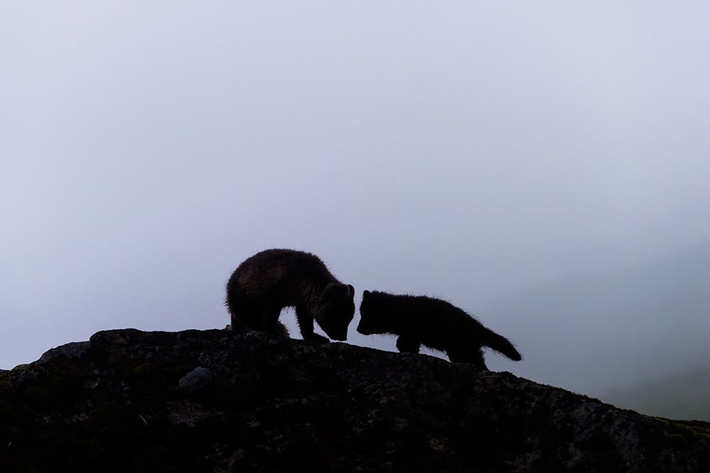 My Personal Best: Wildlife Photographer Samy Berkani