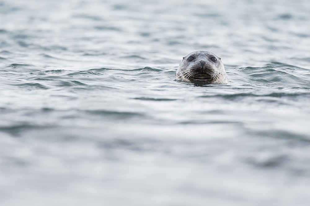 My Personal Best: Wildlife Photographer Samy Berkani