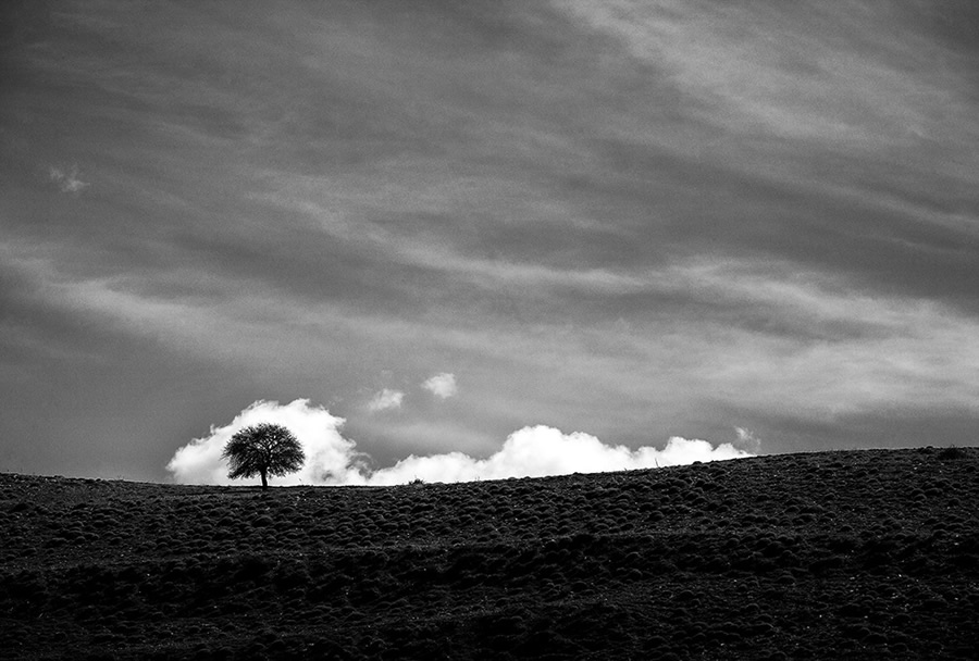 The Passion Of Trees By Iranian Photographer Ali Shokri