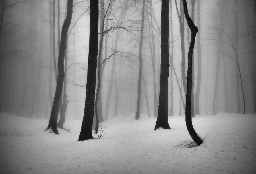 The Passion Of Trees By Iranian Photographer Ali Shokri