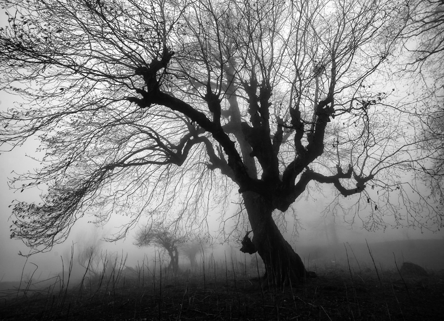 The Passion Of Trees By Iranian Photographer Ali Shokri