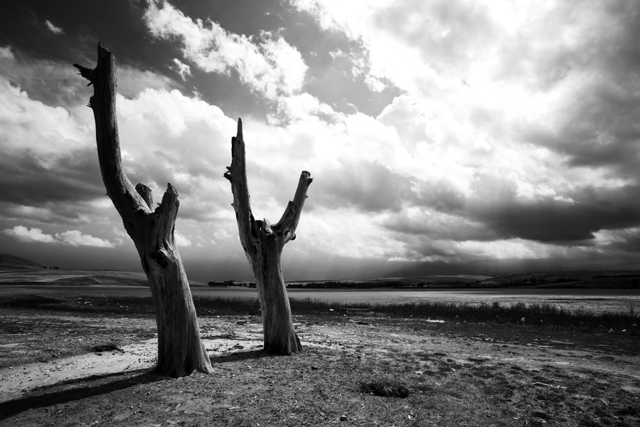 The Passion Of Trees By Iranian Photographer Ali Shokri
