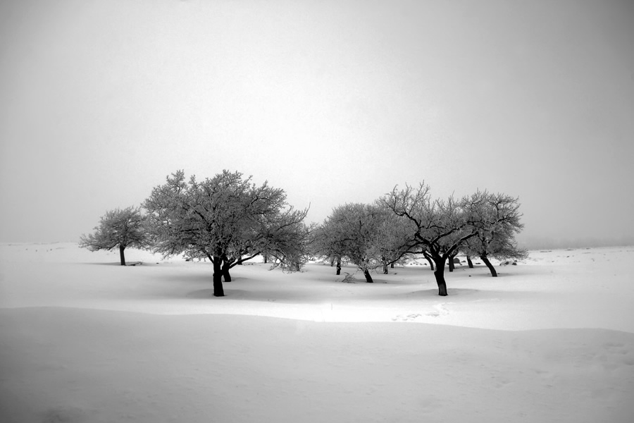 The Passion Of Trees By Iranian Photographer Ali Shokri