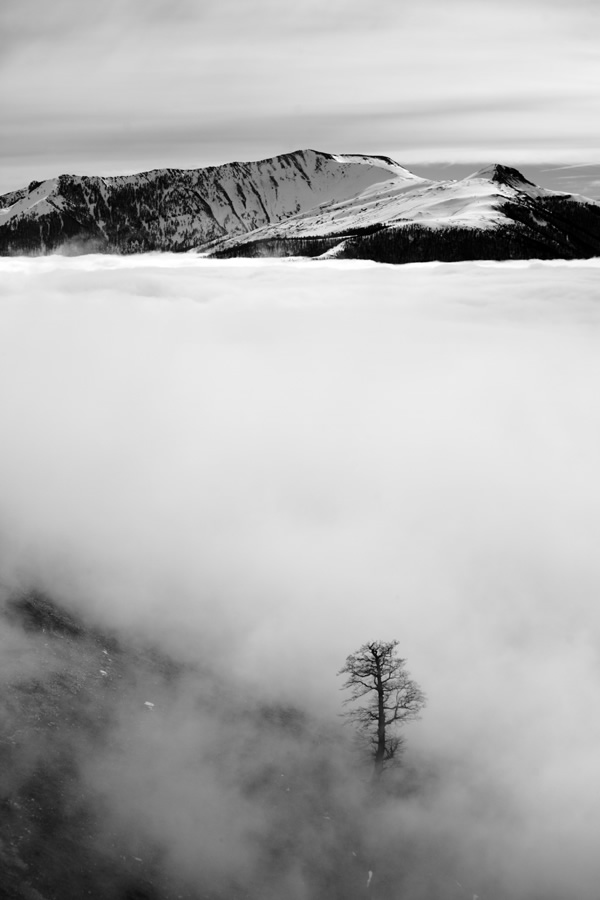 The Passion Of Trees By Iranian Photographer Ali Shokri