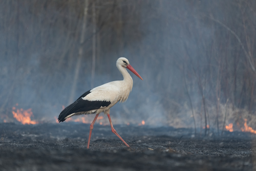 Burning - 2020 Bird Photographer of the Year (BPOTY)