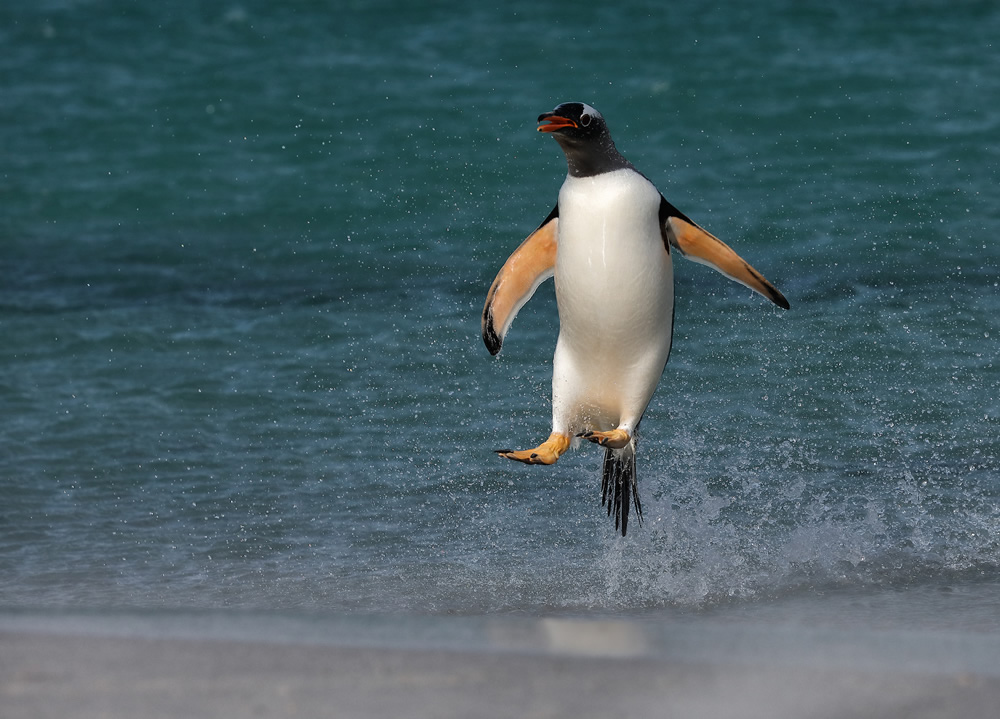 Gentoo Penguin Rushes Ashore - 2020 Bird Photographer of the Year (BPOTY)
