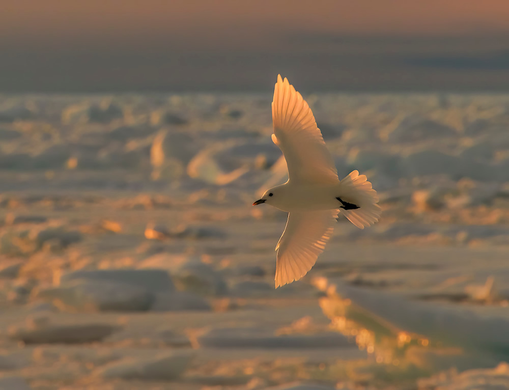 Ivory Gull - 2020 Bird Photographer of the Year (BPOTY)