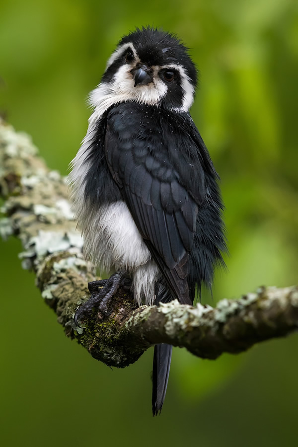 Pied Falconet - 2020 Bird Photographer of the Year (BPOTY)