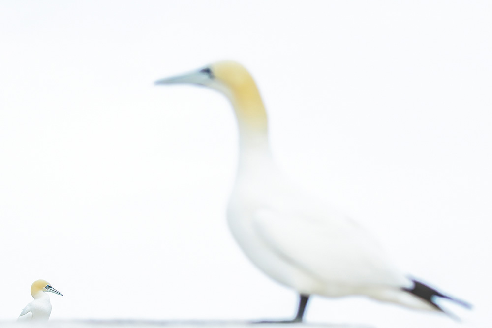 Northern Gannet - 2020 Bird Photographer of the Year (BPOTY)