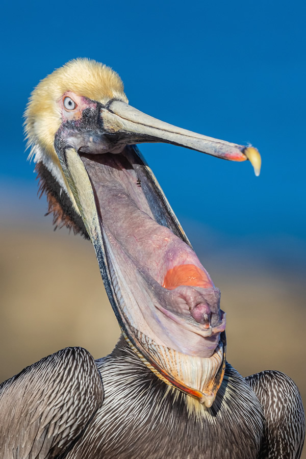 Tongue in Cheek? - 2020 Bird Photographer of the Year (BPOTY)