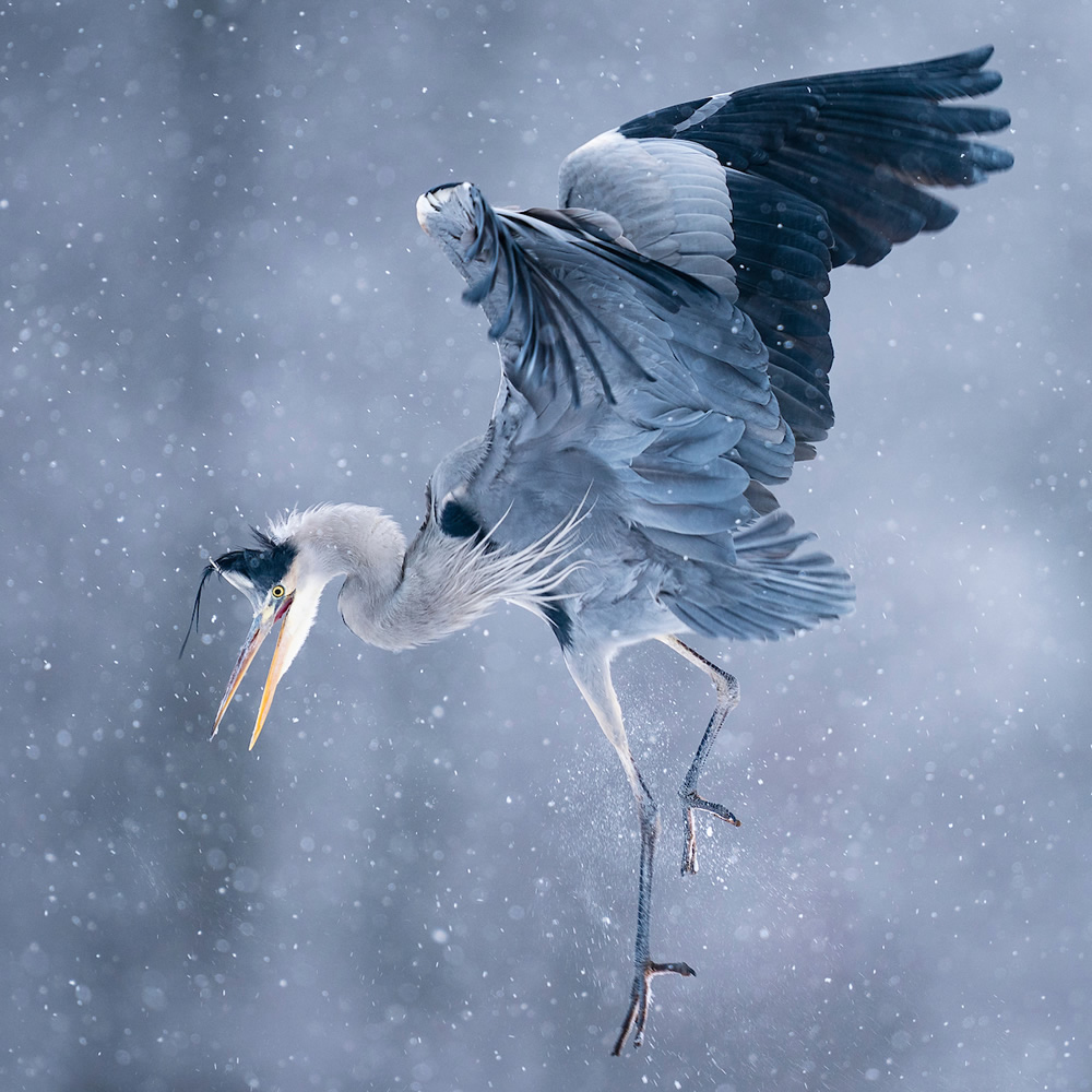 Heron Dance - 2020 Bird Photographer of the Year (BPOTY)