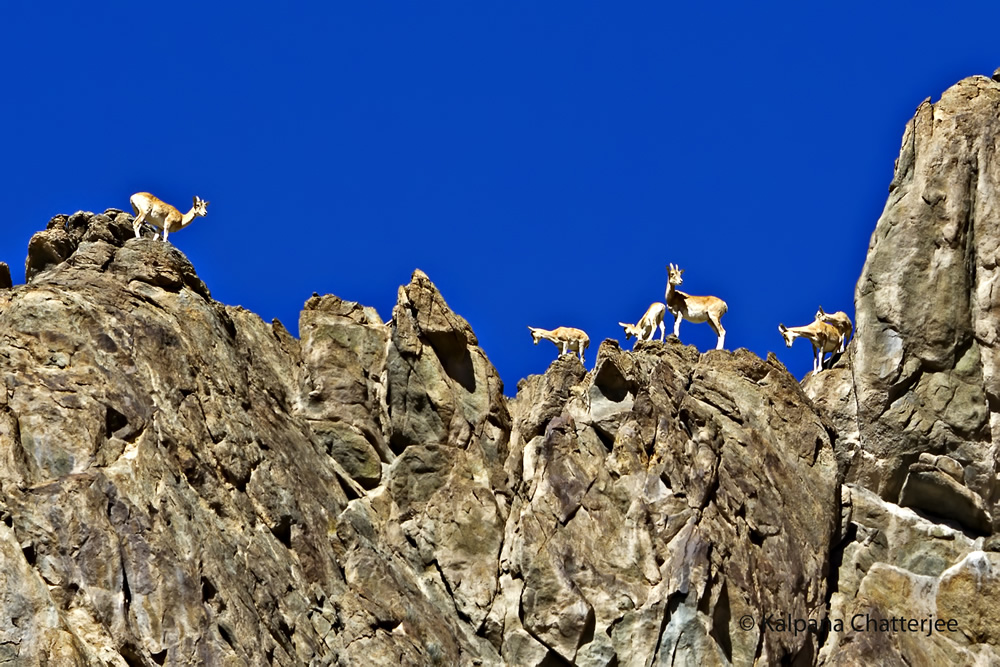 Indian Nature Photographer Kalpana Chatterjee In Conversation With Raj Sarkar