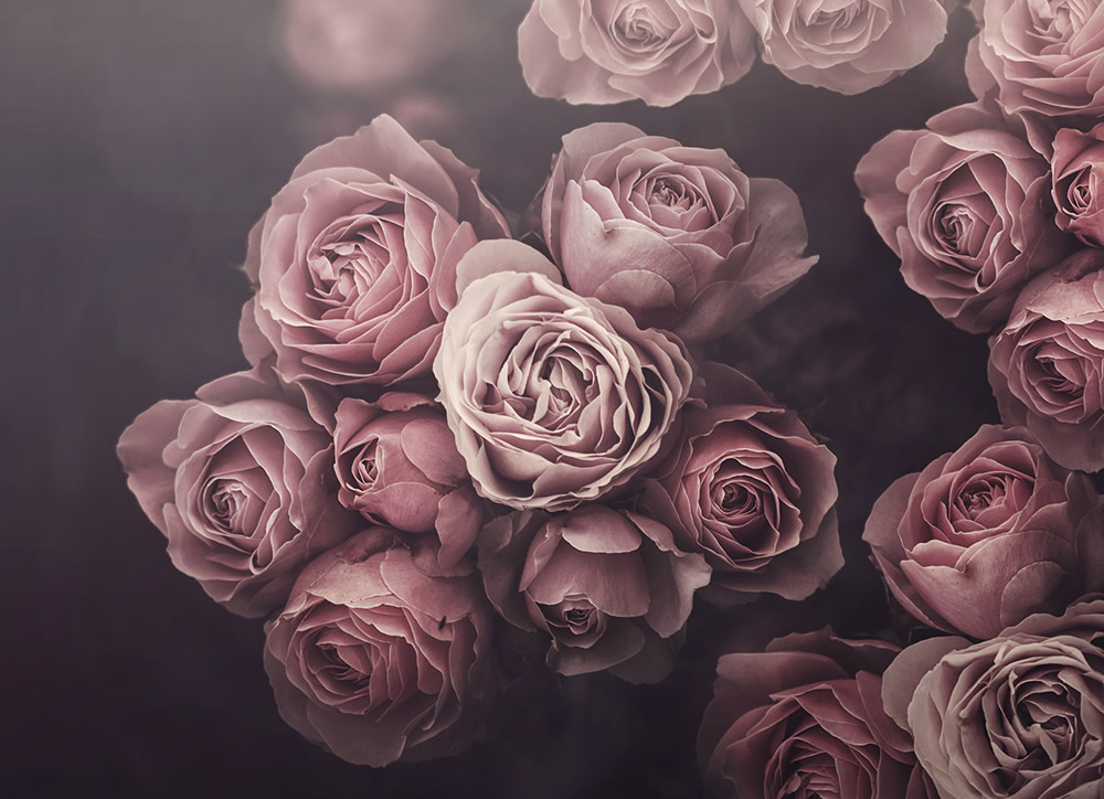 Moody Roses: Beautiful Fine Art Photographs By Marina De Wit