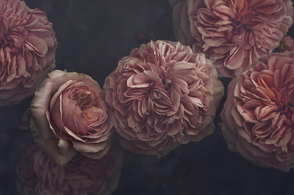 Moody Roses: Beautiful Fine Art Photographs By Marina De Wit