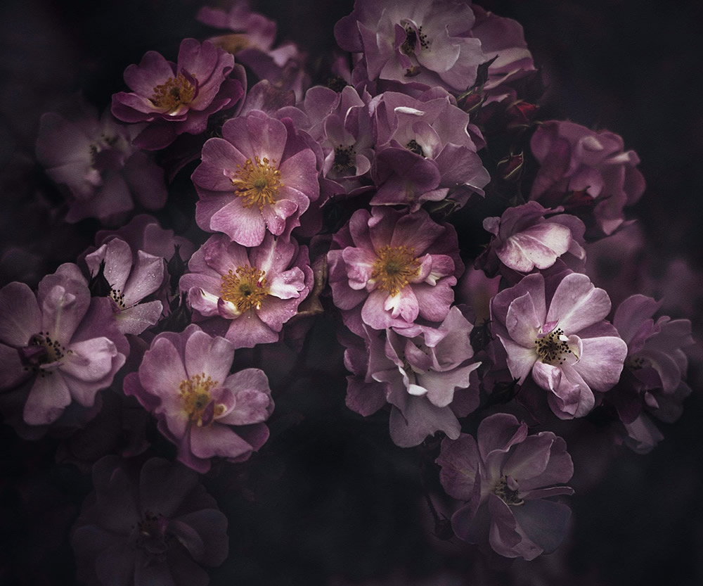 Moody Roses: Beautiful Fine Art Photographs By Marina De Wit