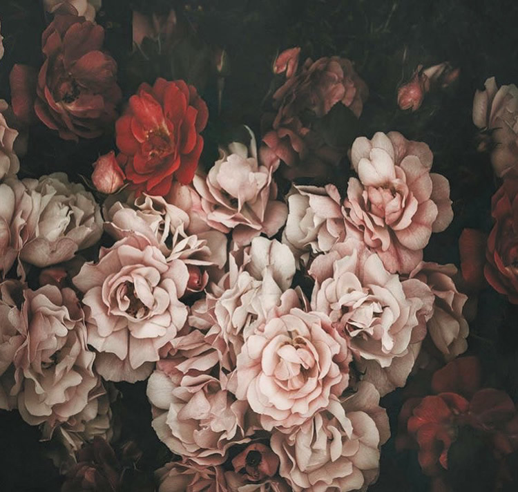 Moody Roses: Beautiful Fine Art Photographs By Marina De Wit