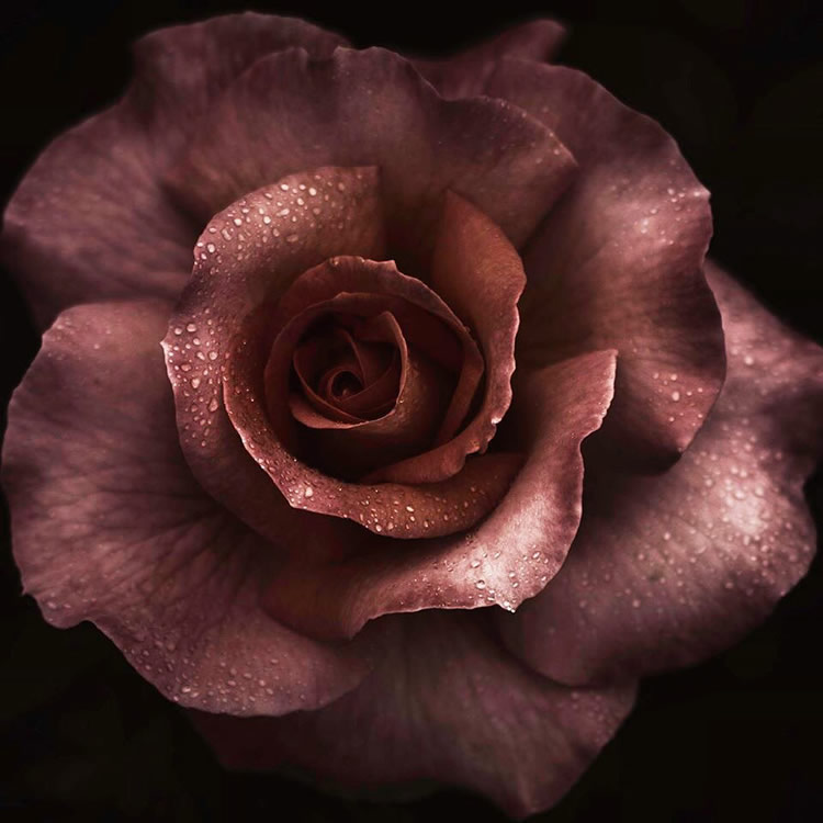 Moody Roses: Beautiful Fine Art Photographs By Marina De Wit