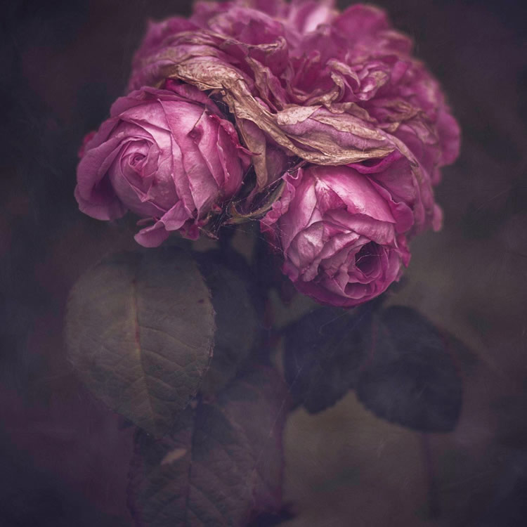 Moody Roses: Beautiful Fine Art Photographs By Marina De Wit