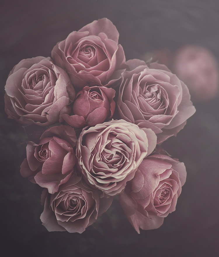 Moody Roses: Beautiful Fine Art Photographs By Marina De Wit