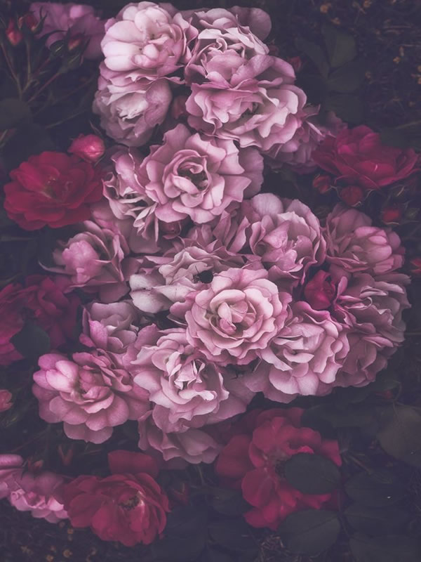 Moody Roses: Beautiful Fine Art Photographs By Marina De Wit