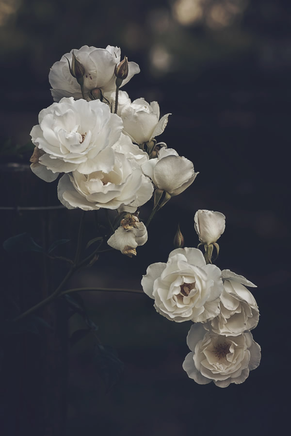 Moody Roses: Beautiful Fine Art Photographs By Marina De Wit