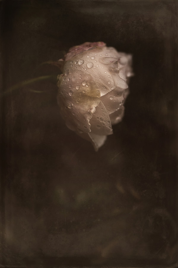 Moody Roses: Beautiful Fine Art Photographs By Marina De Wit