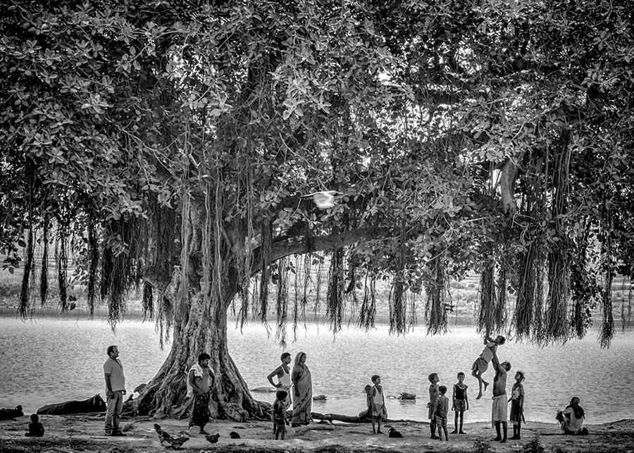 My Journey With Trees by Dakshina Murthy