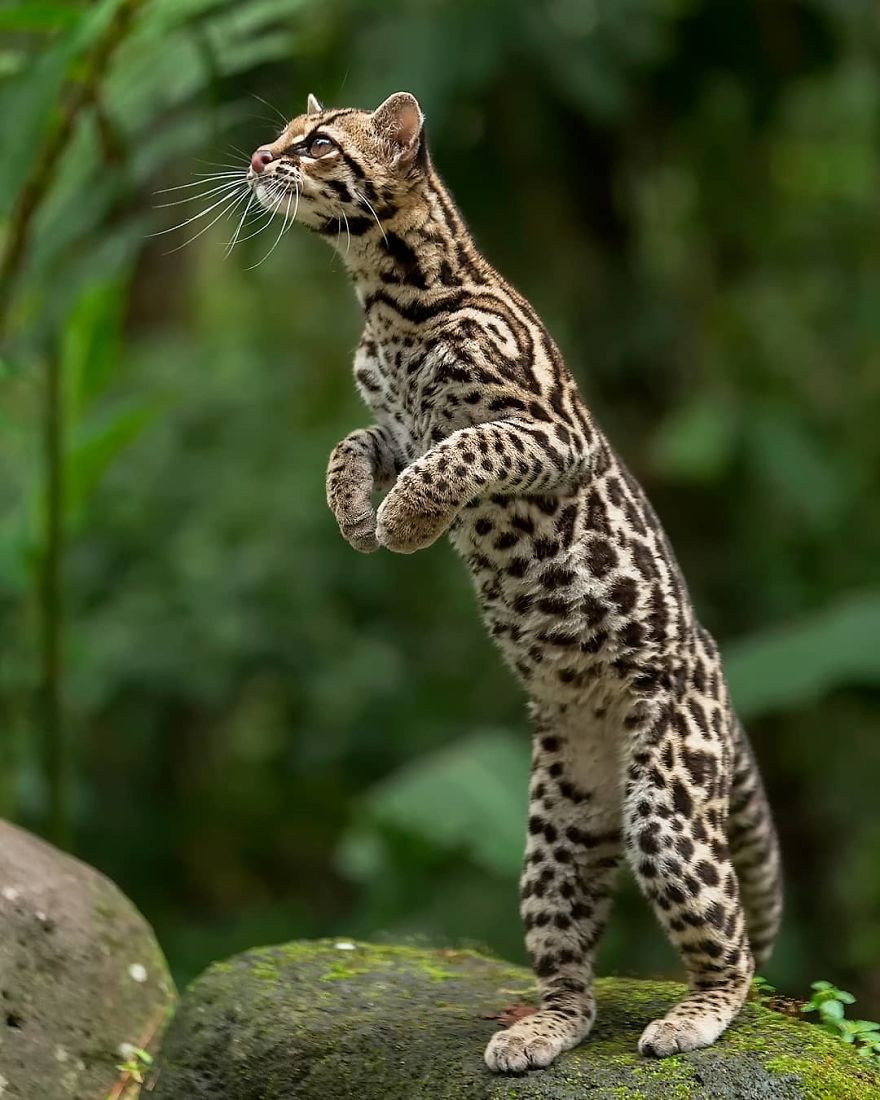 Wildlife Photographer Supreet Sahoo Captured 83 Beautiful Animals In 