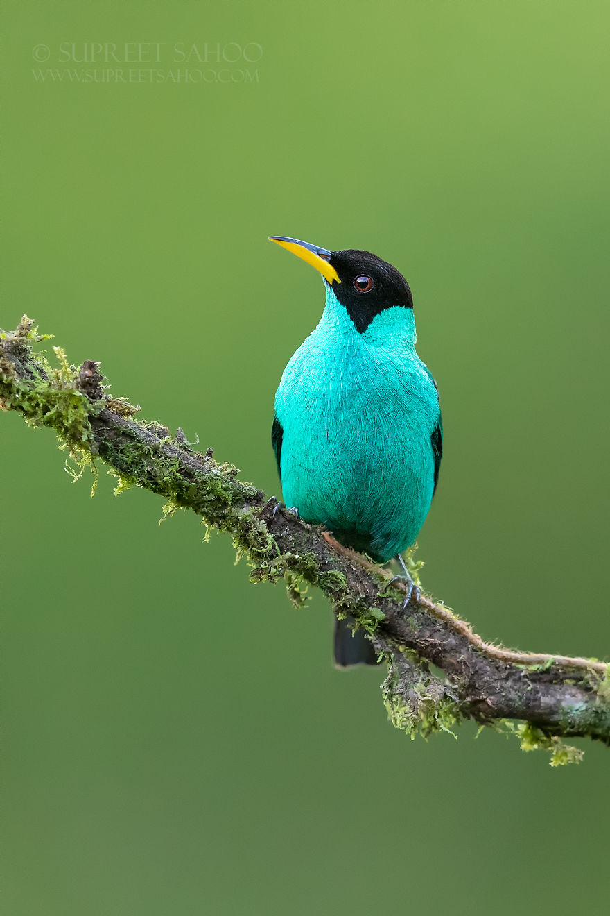 Green Honeycreeper - Animals In Costa Rica by Supreet Sahoo