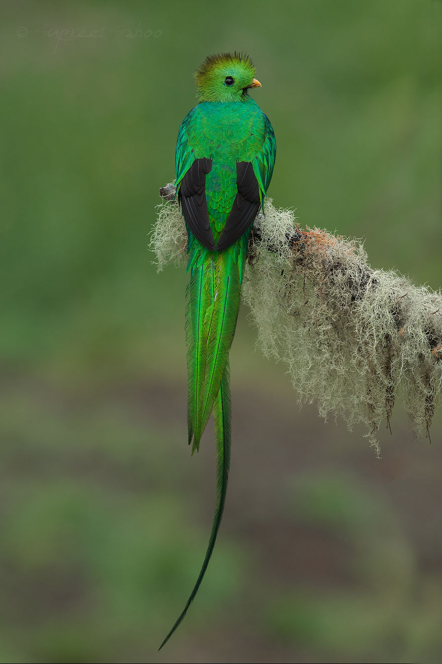 Resplendent Quetzal - Animals In Costa Rica by Supreet Sahoo