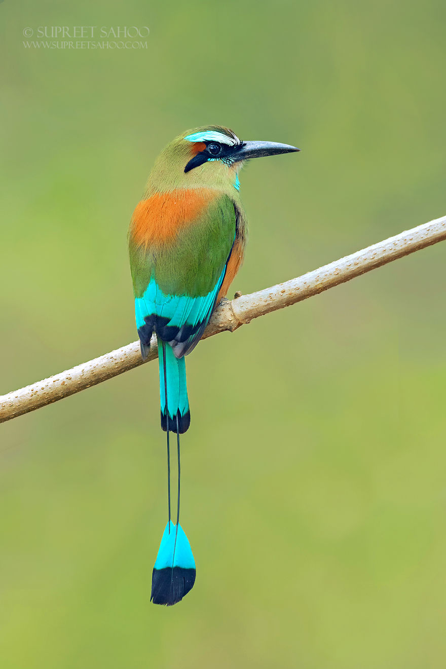 Turquoise-Browed Motmot - Animals In Costa Rica by Supreet Sahoo