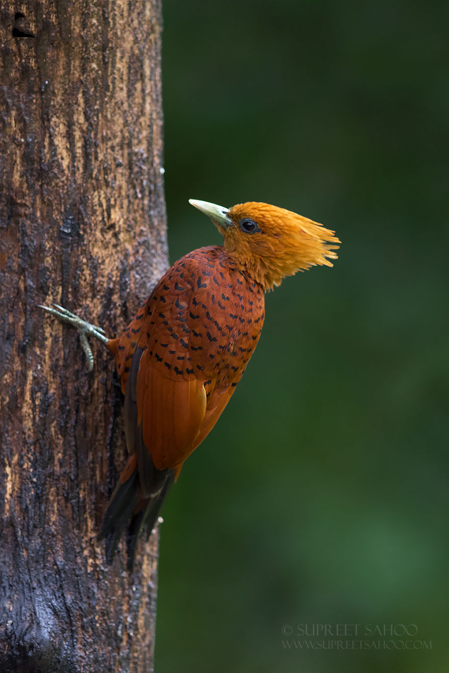 Chestnut-Colored Woodpecker - Animals In Costa Rica by Supreet Sahoo