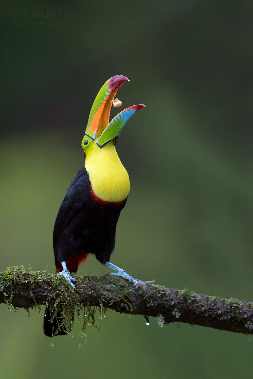 Keel-Billed Toucan - Animals In Costa Rica by Supreet Sahoo