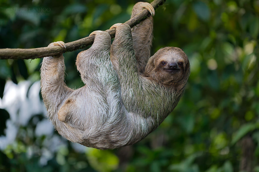 Three-Toed Sloth - Animals In Costa Rica by Supreet Sahoo