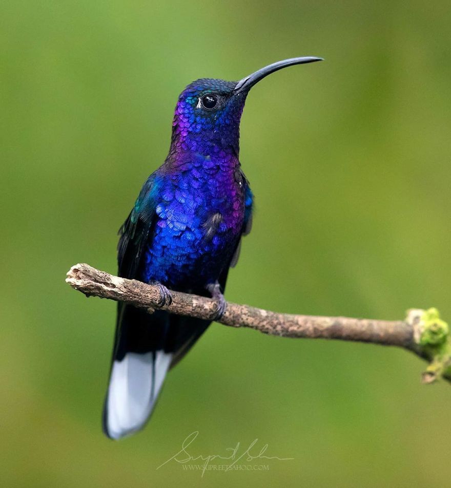 Violet Sabrewing - Animals In Costa Rica by Supreet Sahoo