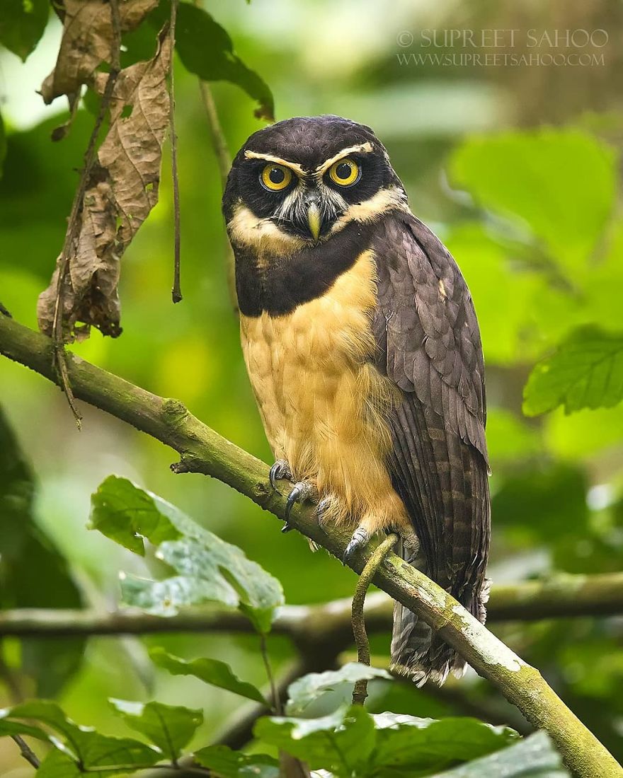 Spectacled Owl - Animals In Costa Rica by Supreet Sahoo